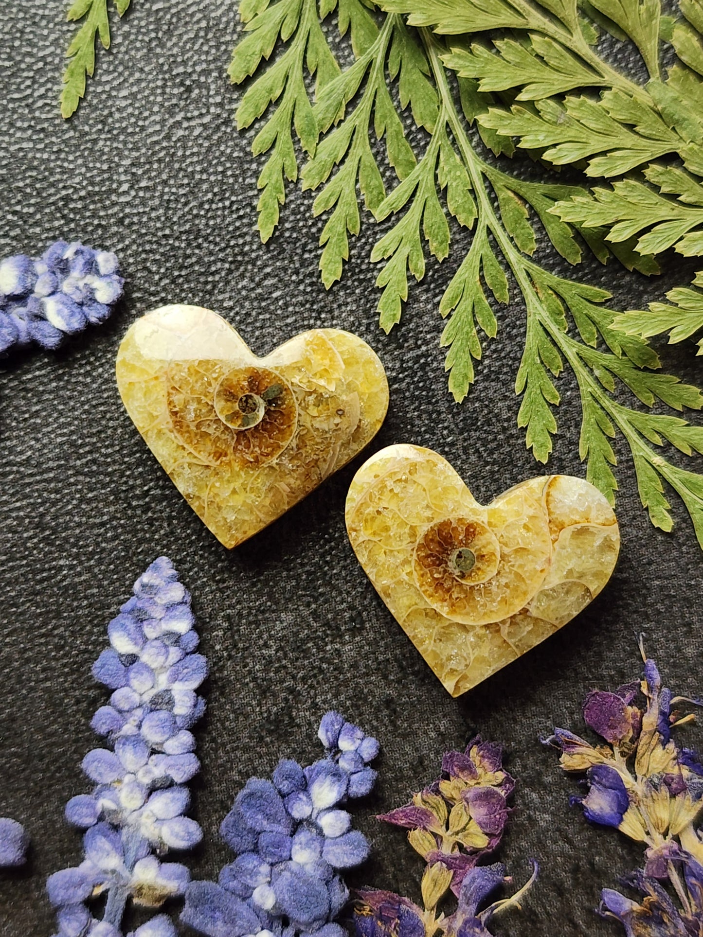 Ammonite Fossil heart pair