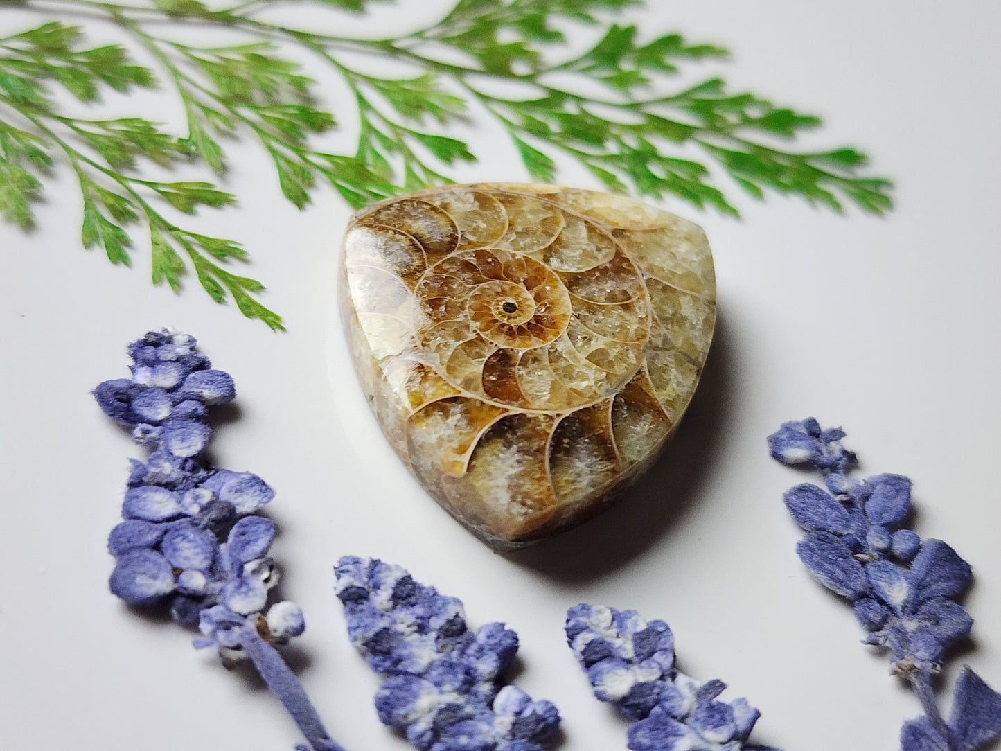 Ammonite Fossil