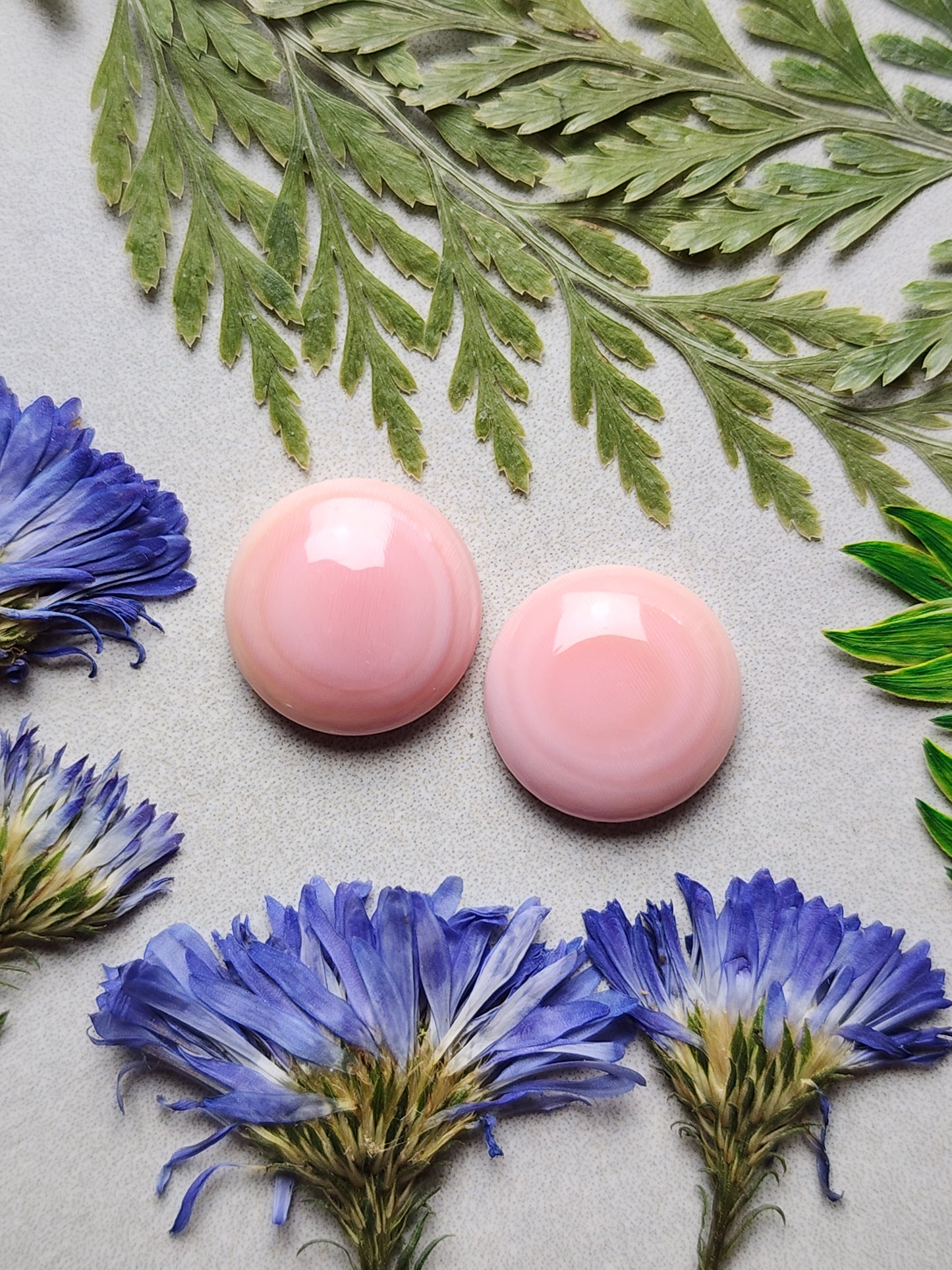Pink Conch shell pair