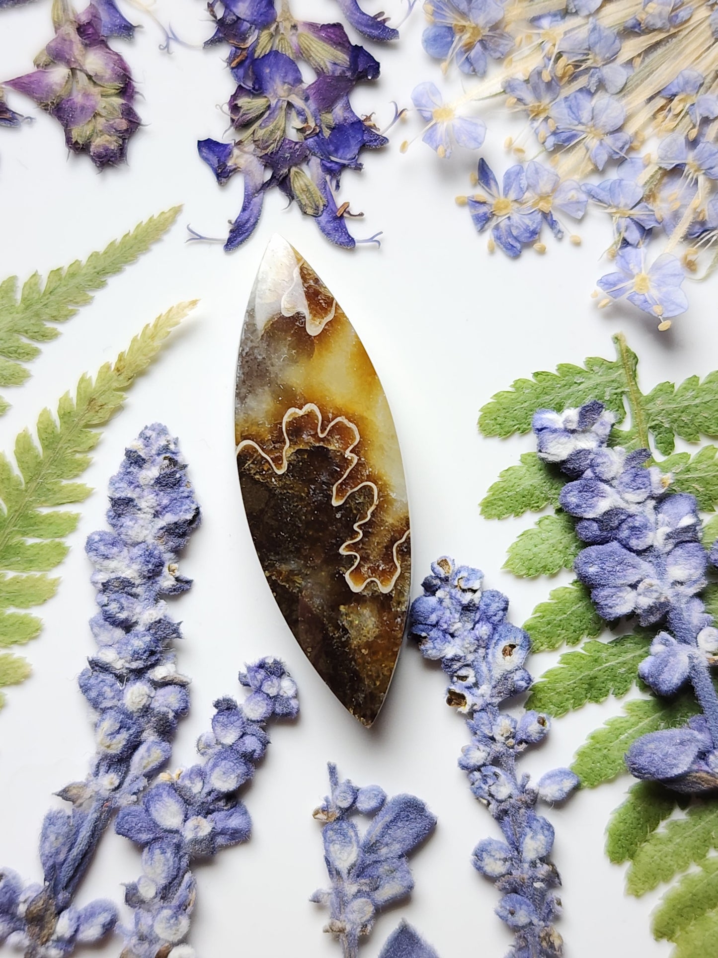 Suture Ammonite