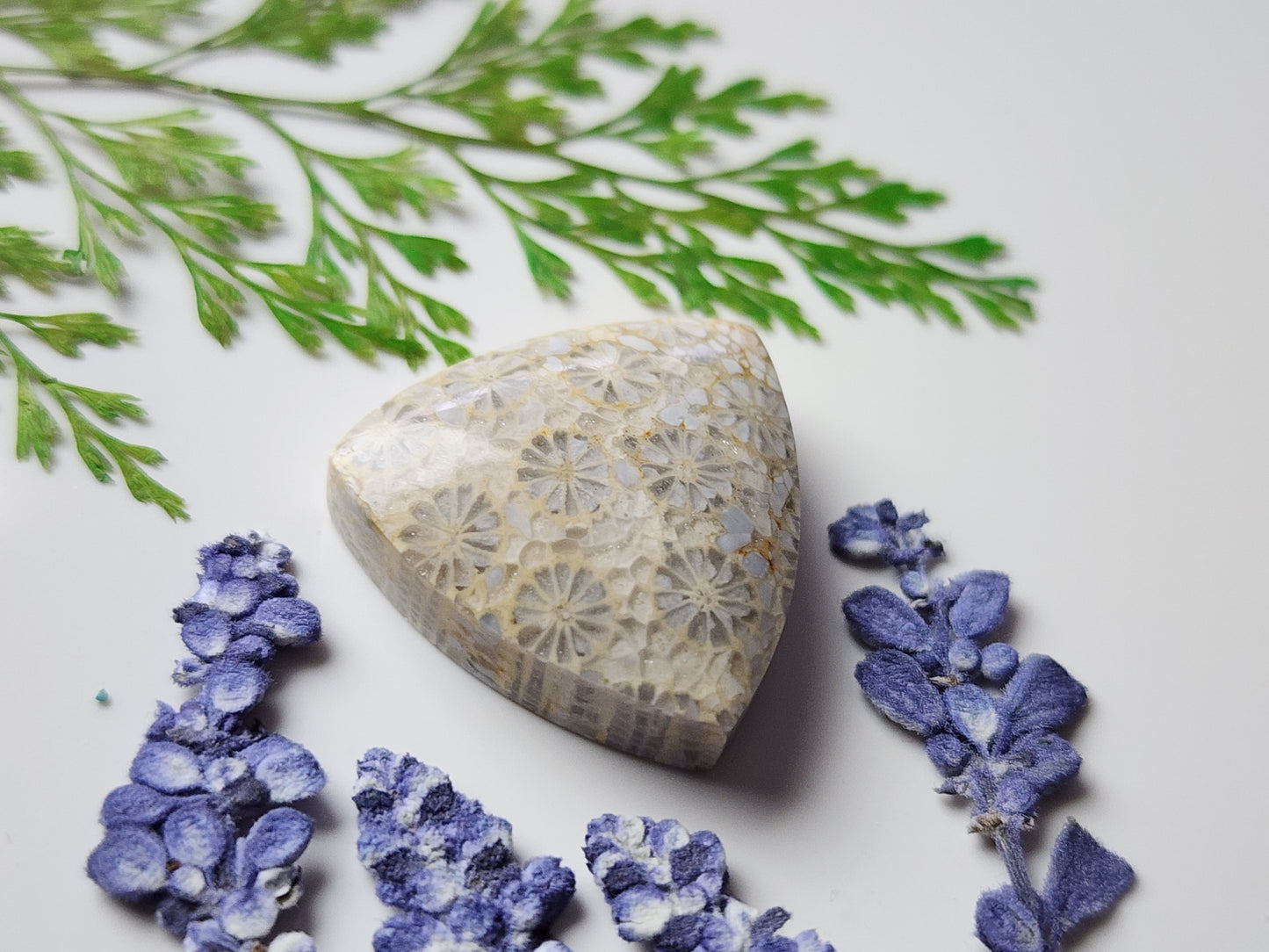 Fossilized Coral