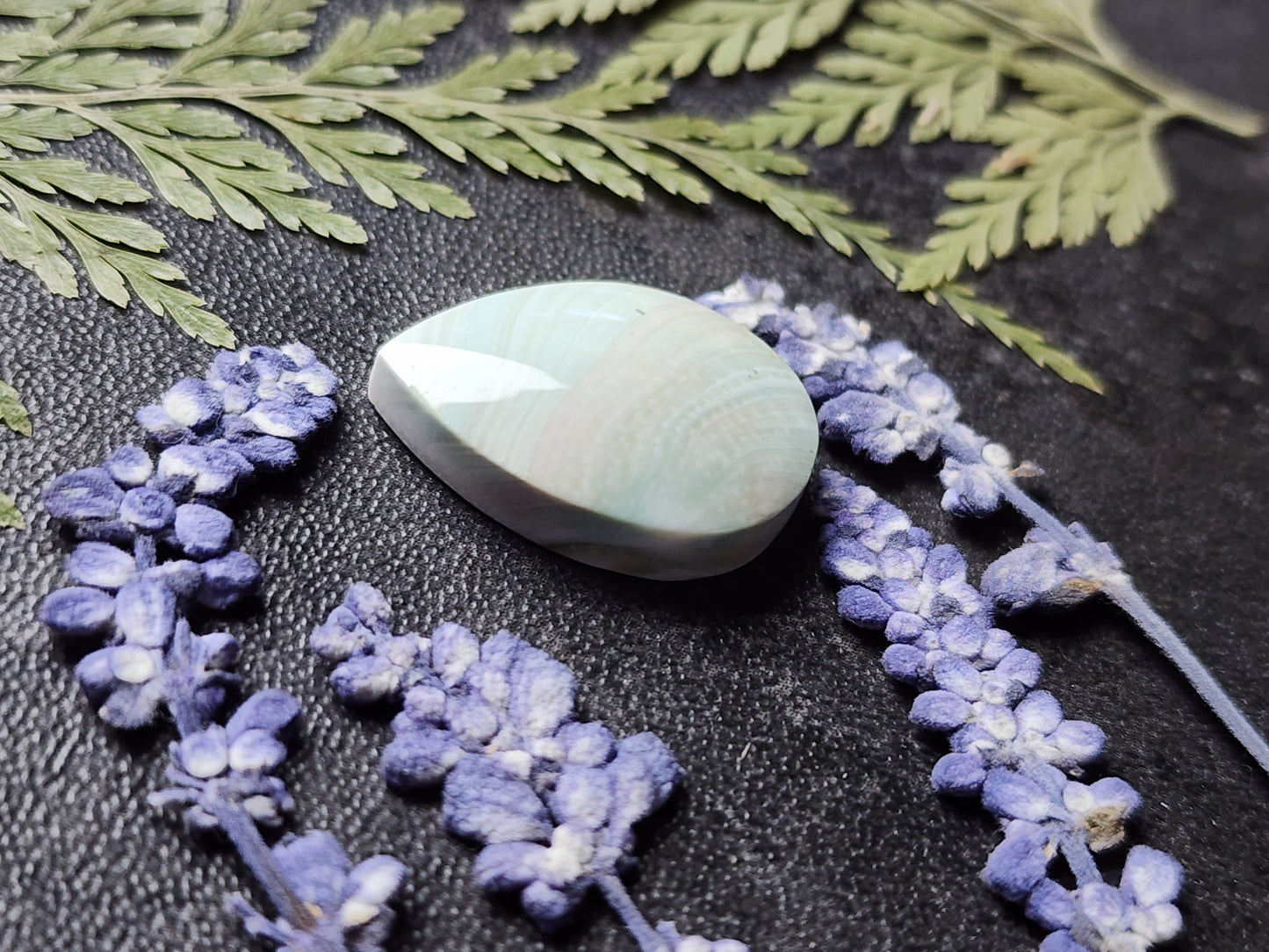 Shiva shell
