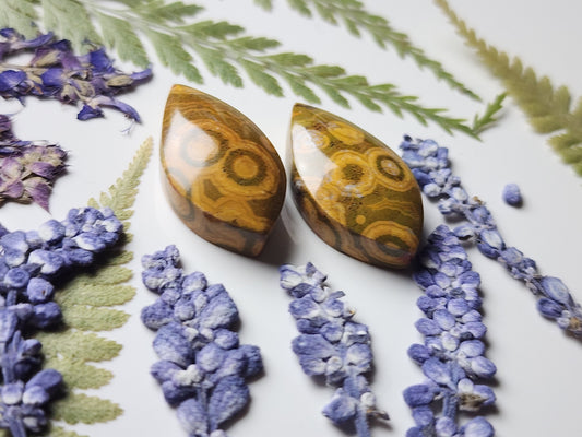 Kabamby jasper pair