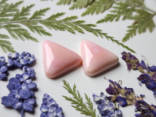 Pink Conch shell pair