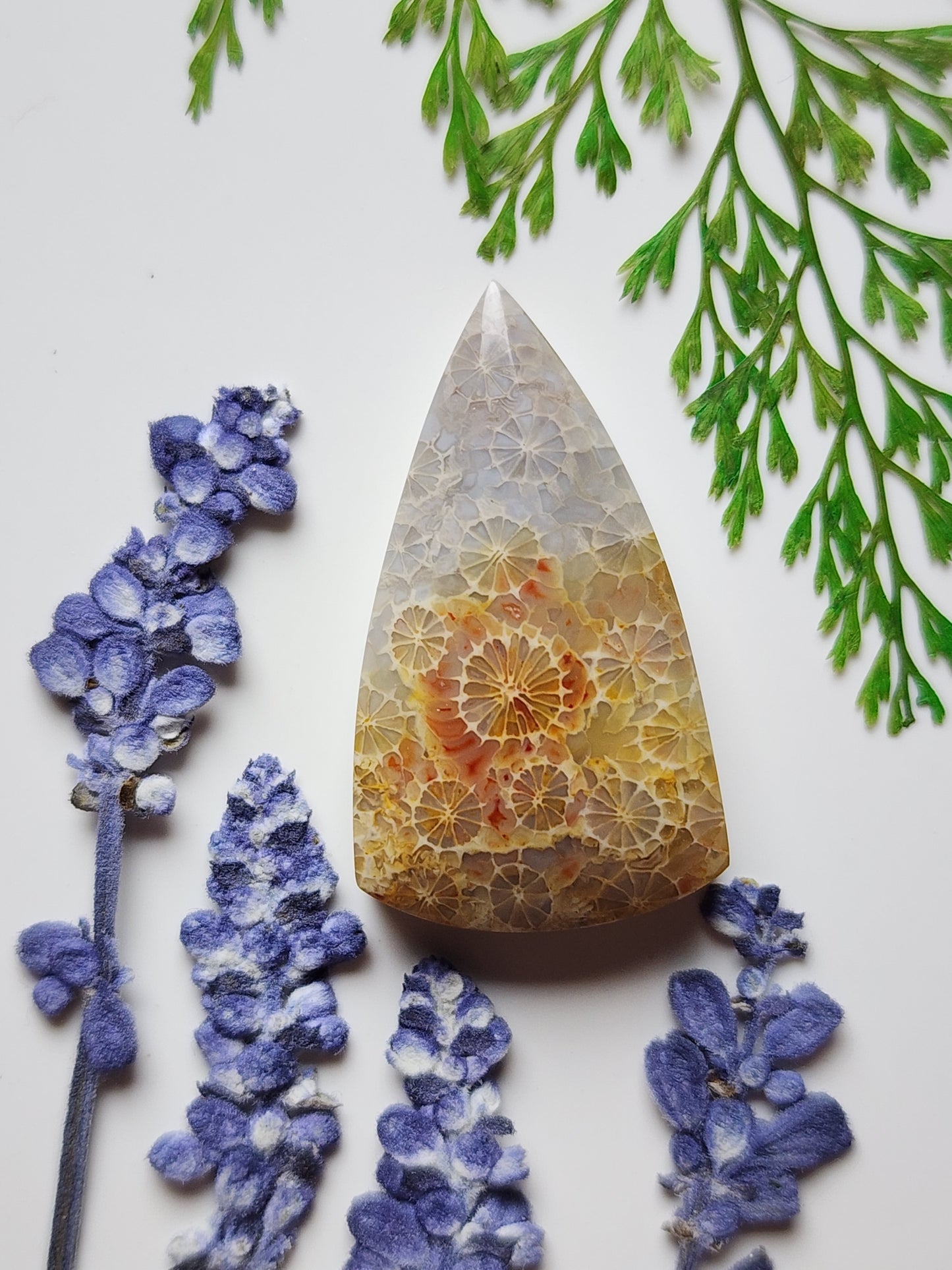 Fossilized coral