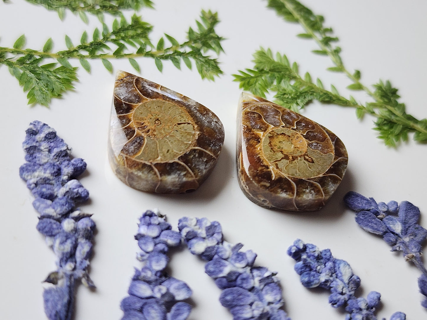 Ammonite Fossil pair
