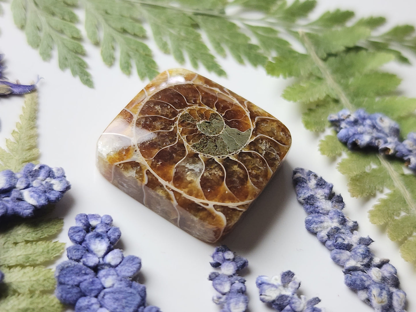 Ammonite Fossil