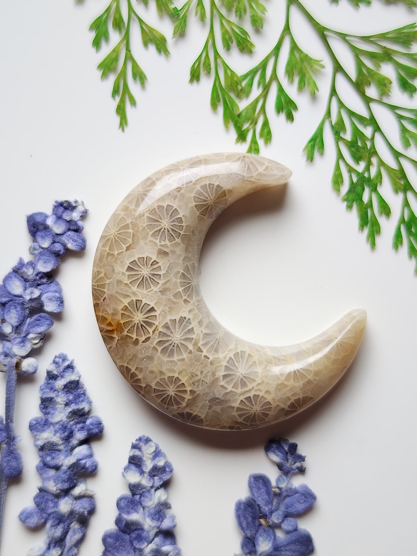 Fossilized coral crescent