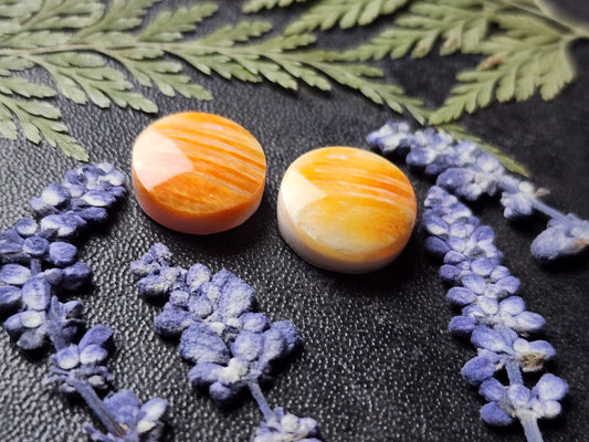 Spiny shell oyster pair