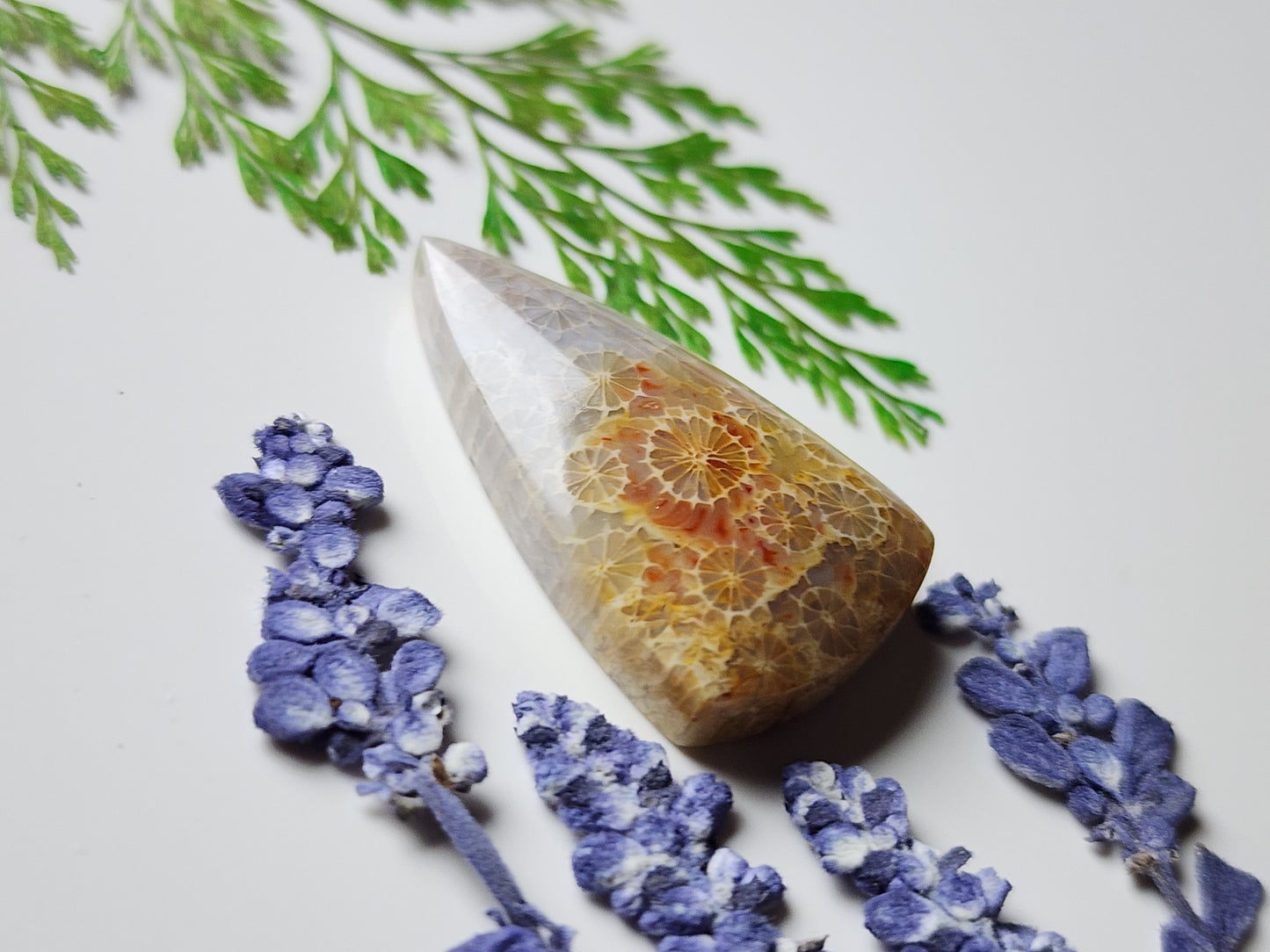 Fossilized coral