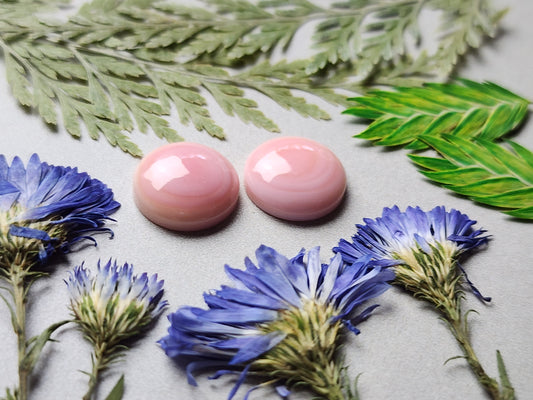 Pink Conch shell pair