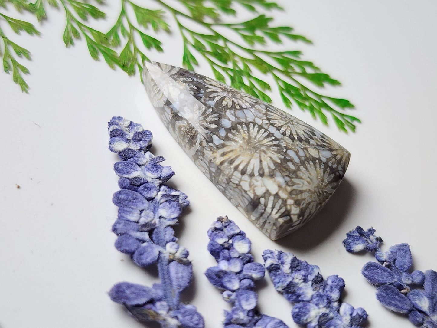 Fossilized Coral