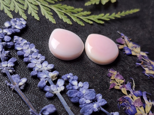 Pink Conch shell pair