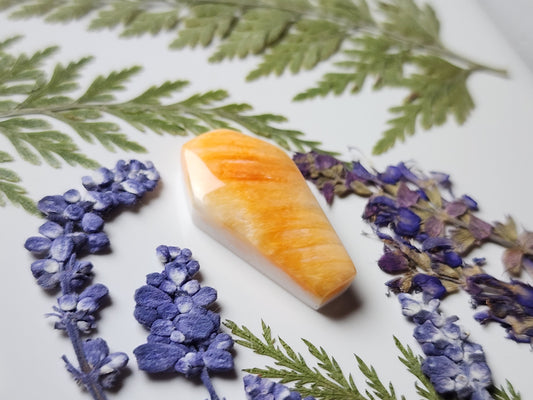 Spiny shell oyster coffin