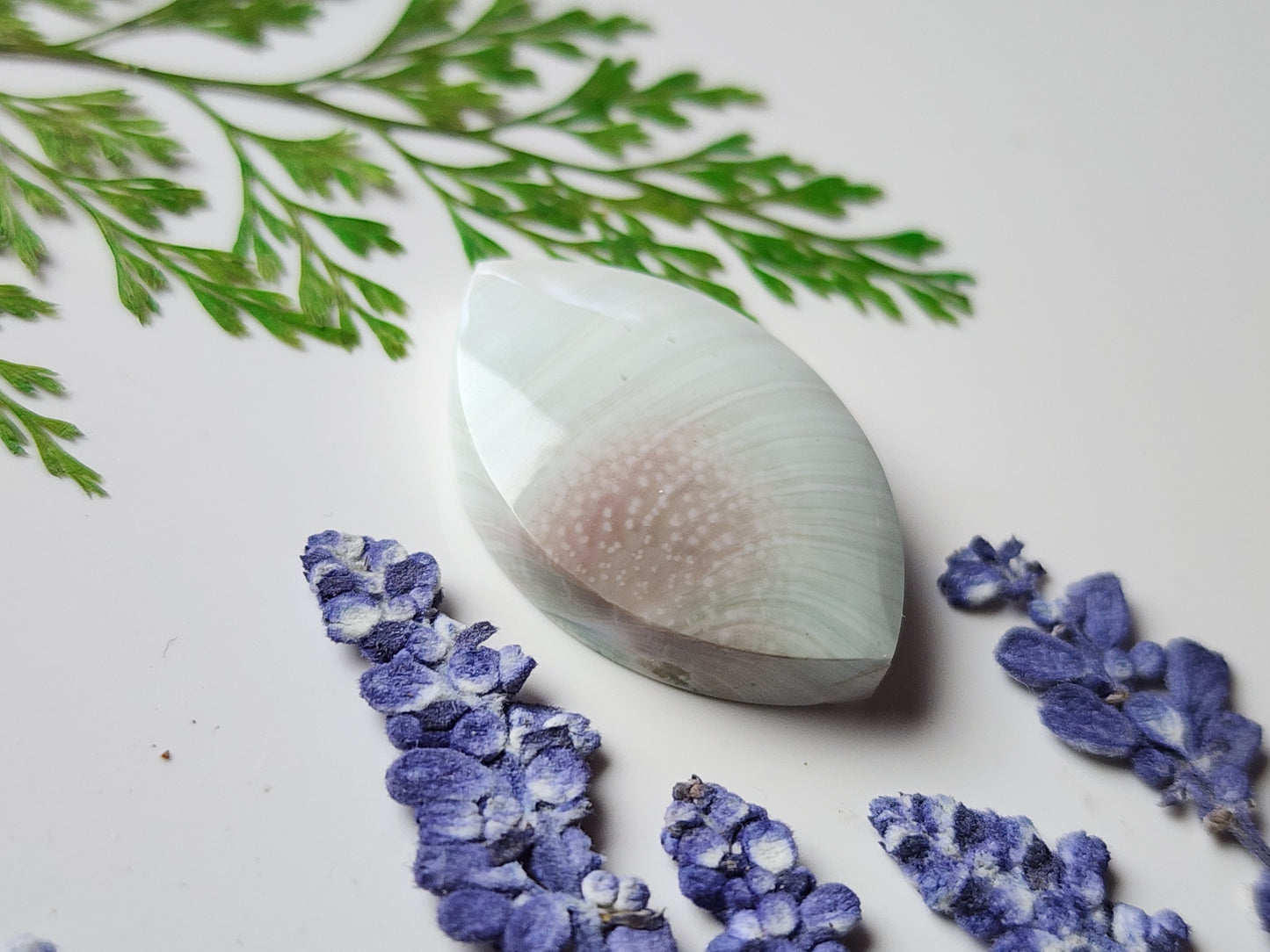Spiral shell
