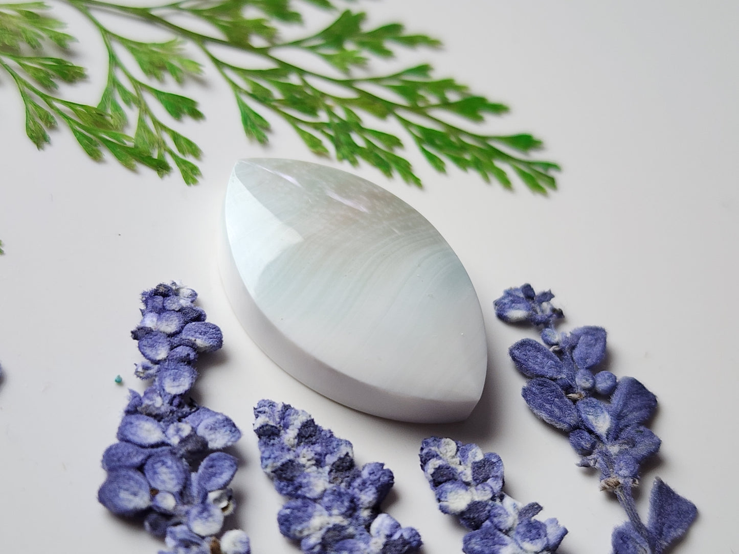 Shiva shell