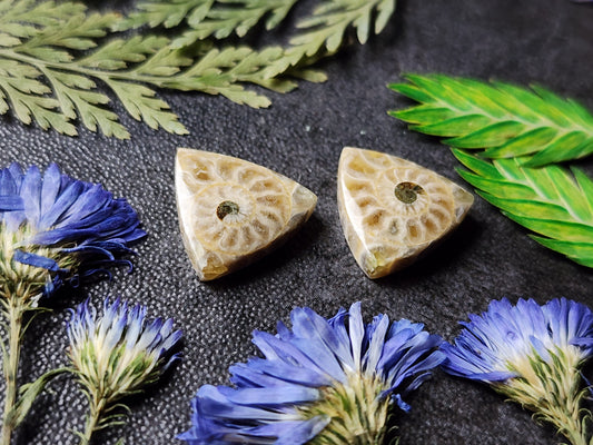 Ammonite Fossil pair