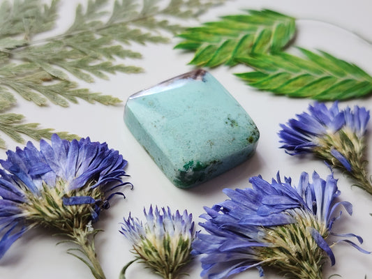 Petrified Blue opalized wood