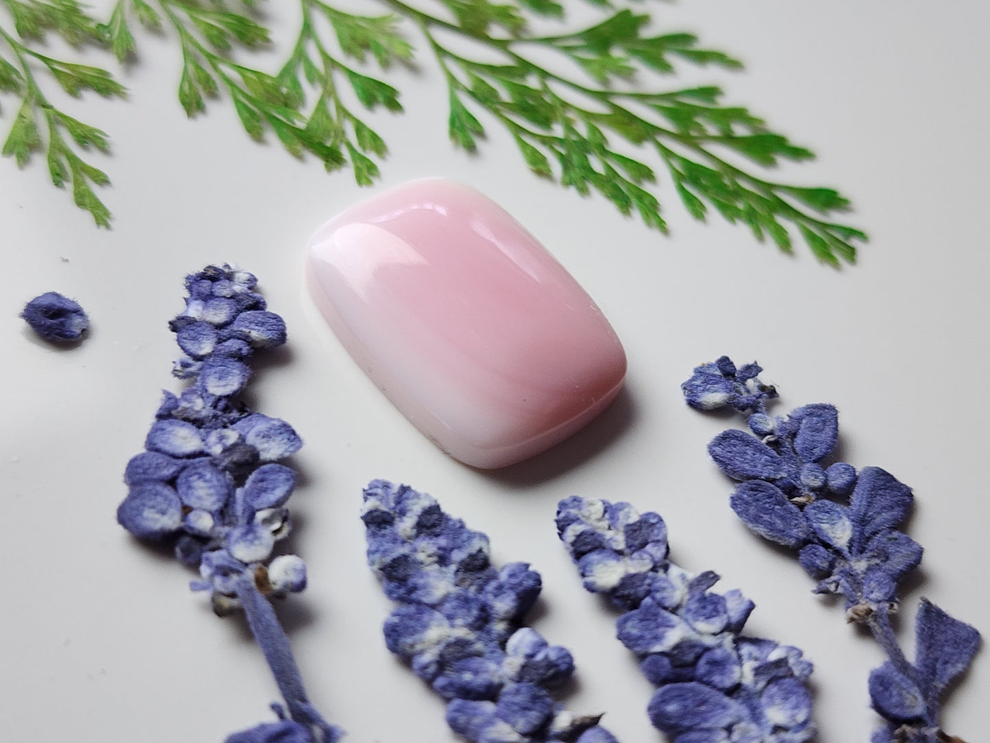 Pink Conch shell