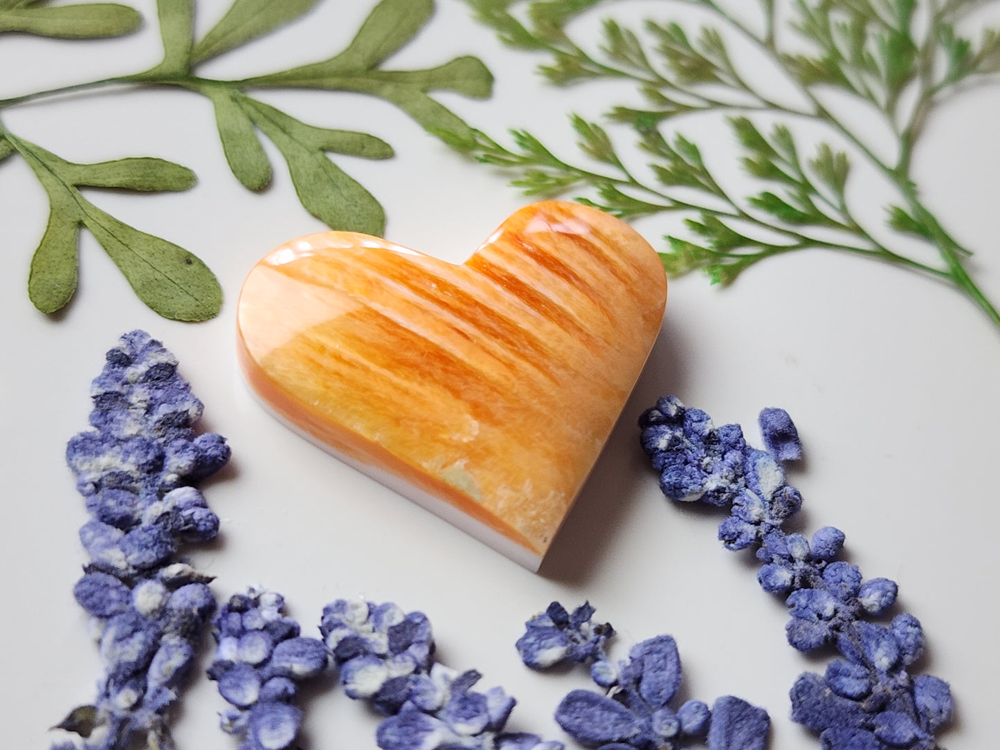 Spiny oyster shell heart