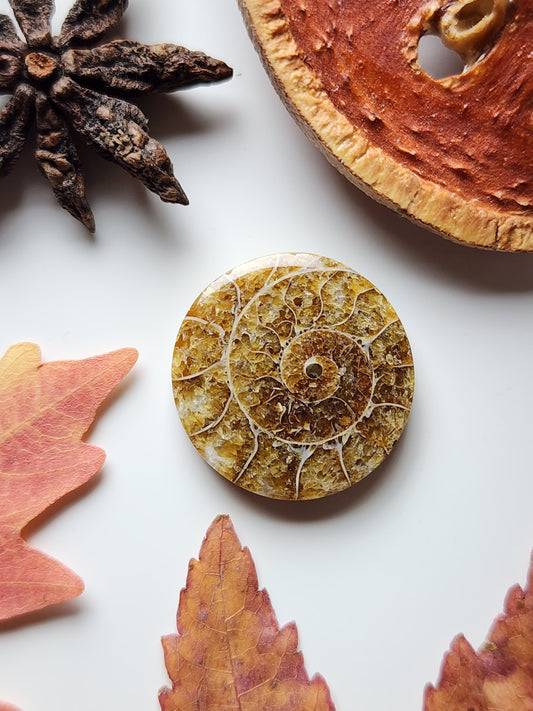 Ammonite Fossil