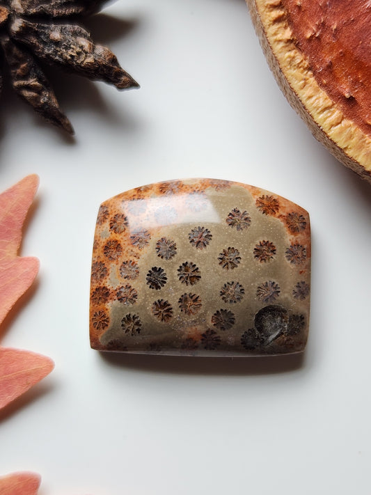 Fossilized coral