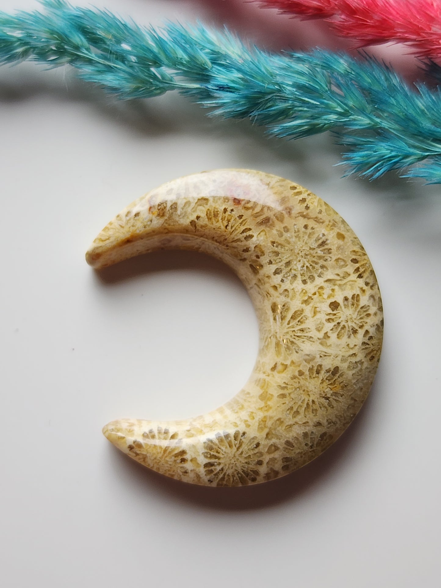 Fossilized coral crescent