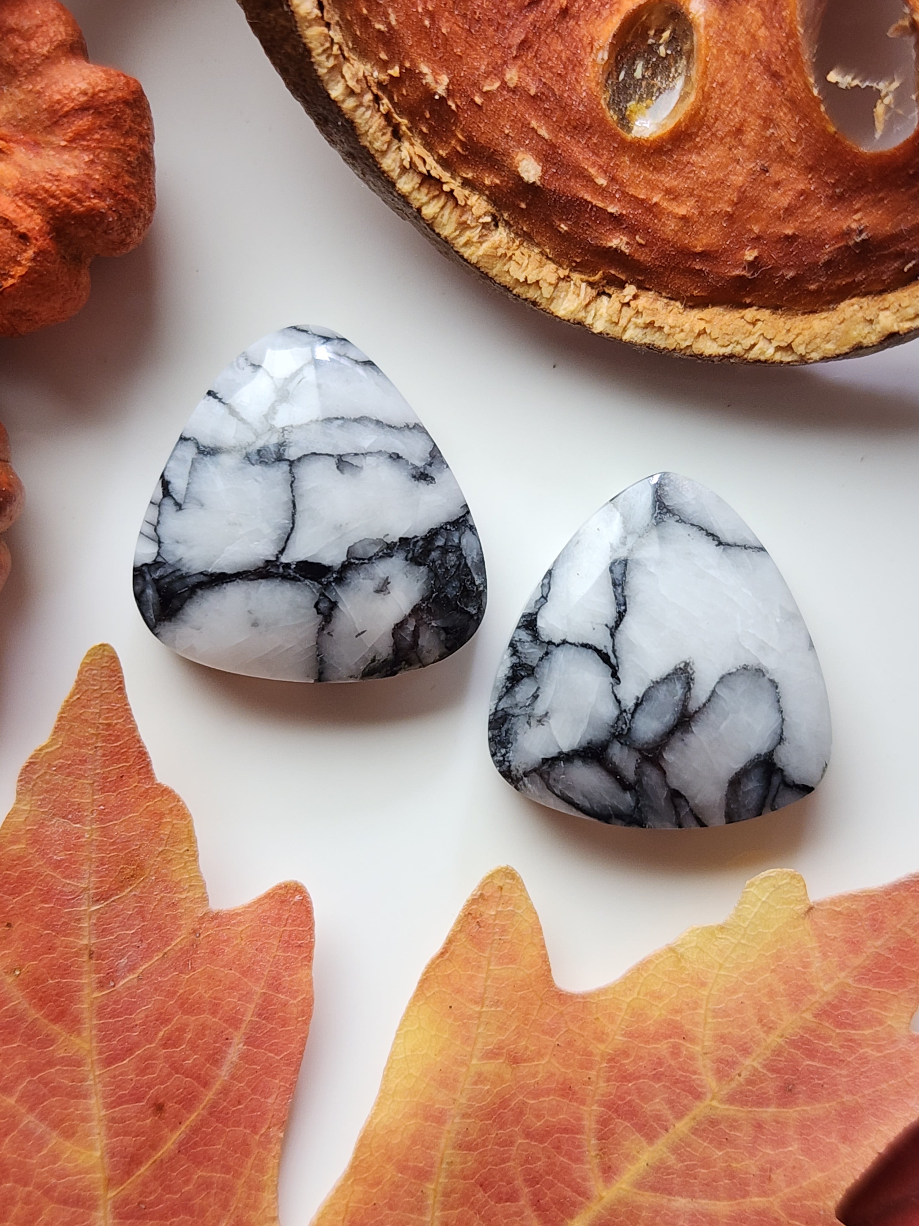 Pinolite fossil pair SayaSukaBone&Stone