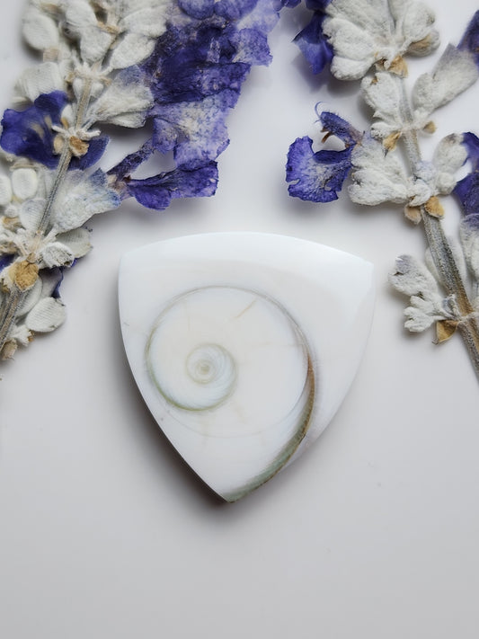 Spiral shell