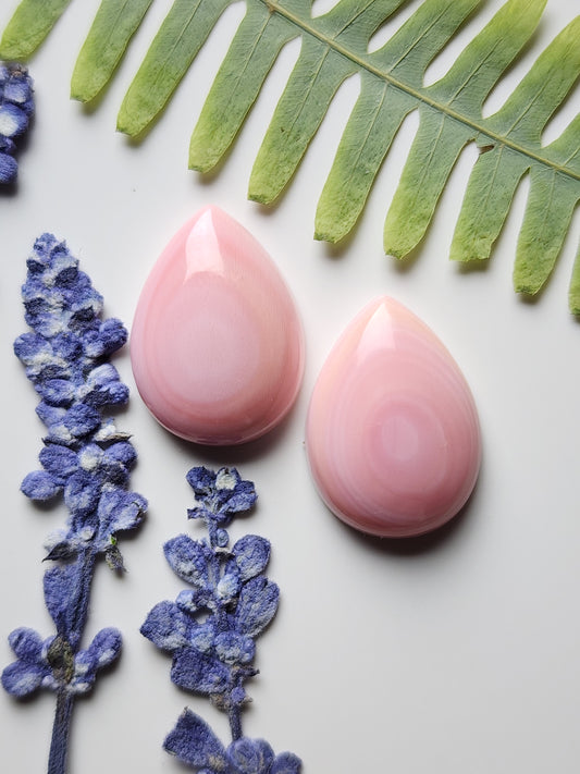 Pink Conch shell pair
