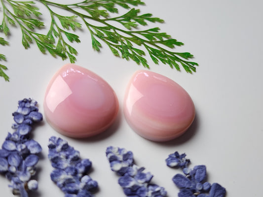 Pink Conch shell pair