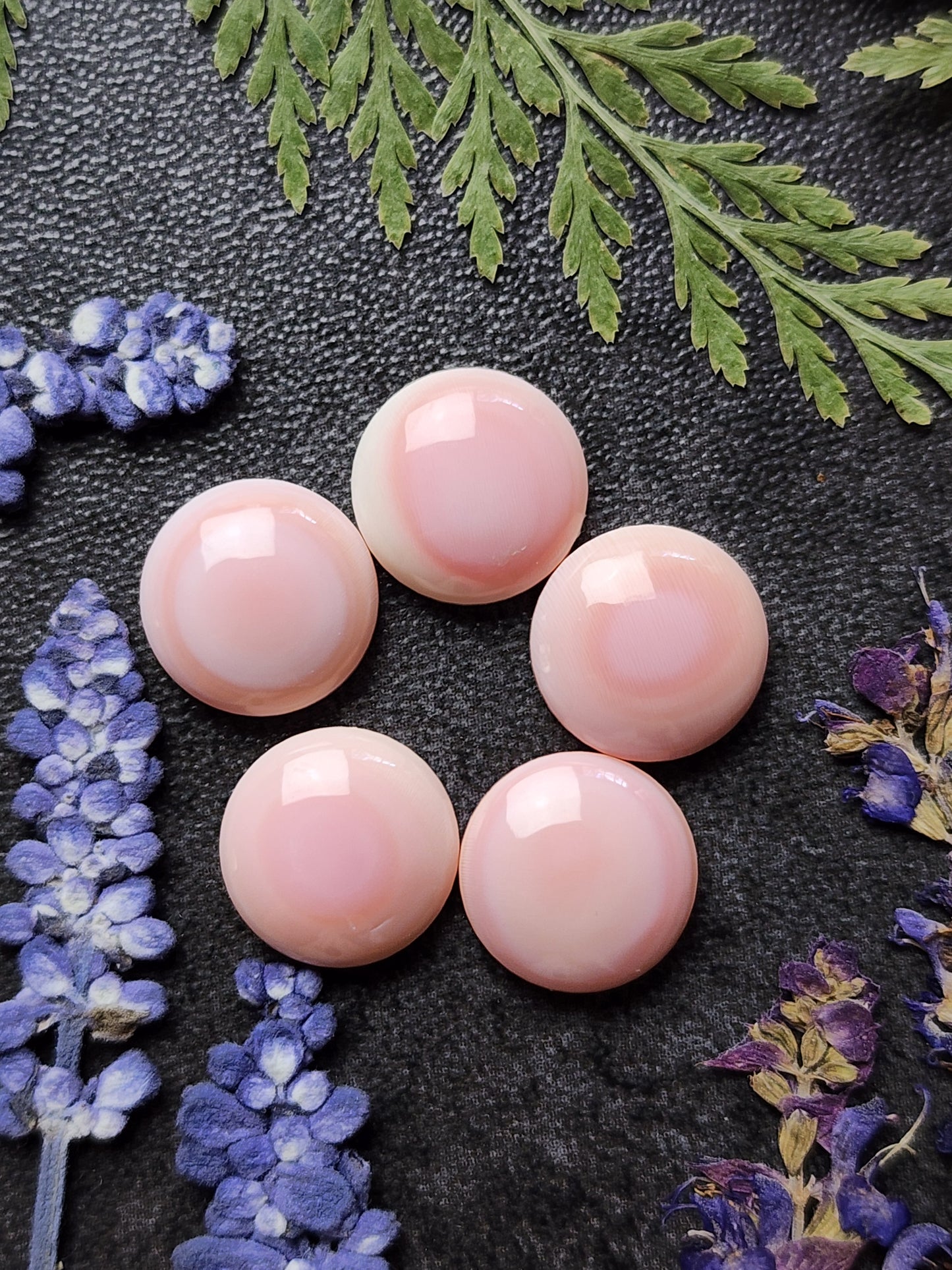 Pink Conch shell set