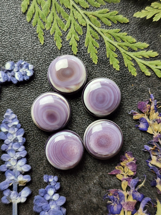 Wampum shell set