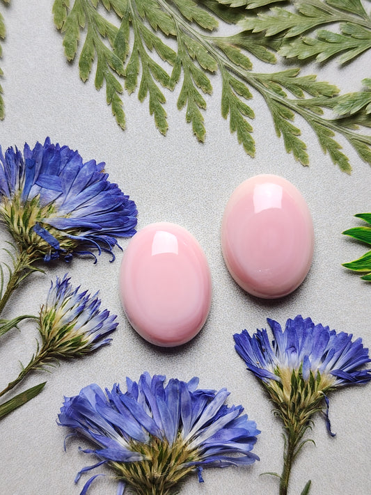 Pink Conch shell pair