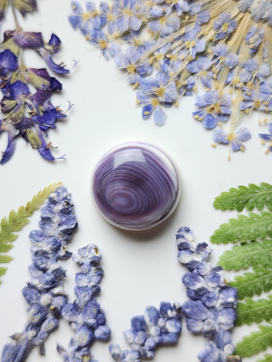 Wampum shell