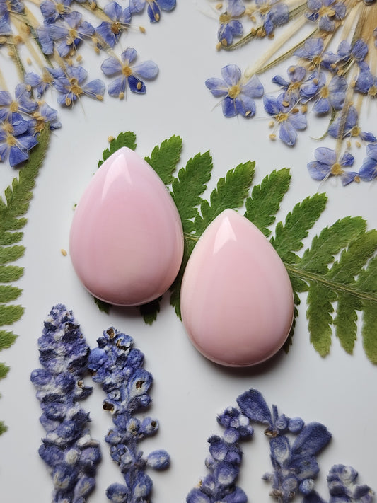 Pink Conch shell pair