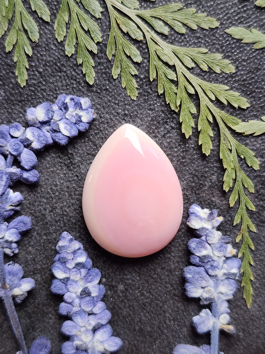 Pink Conch shell