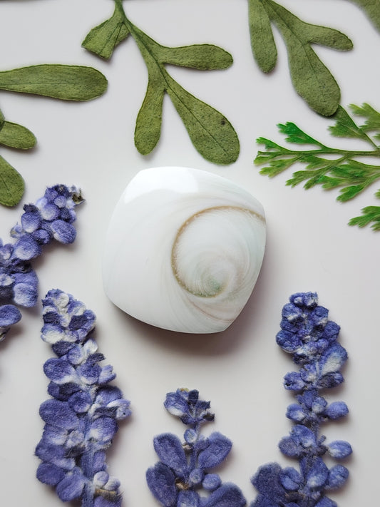 Spiral shell