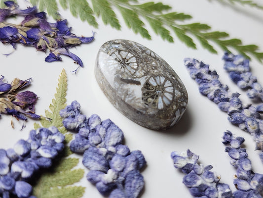 Fossilized coral