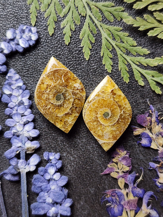 Ammonite Fossil pair
