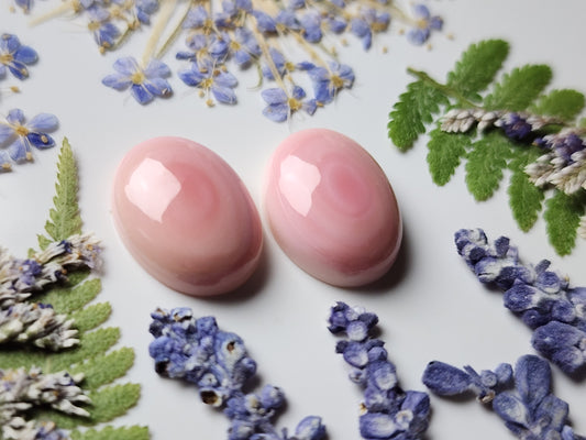 Pink Conch shell pair