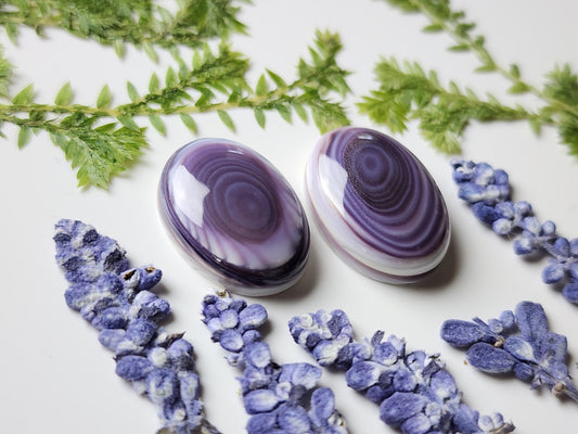 Wampum shell pair