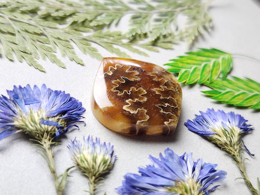 Suture Ammonite
