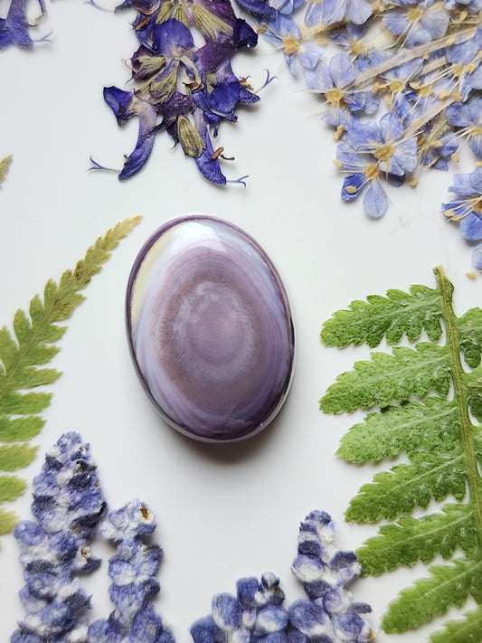 Wampum shell