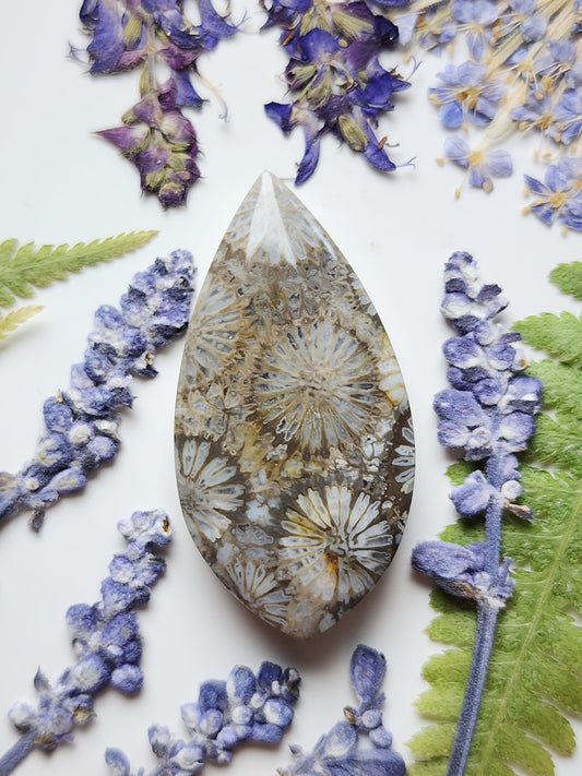 Fossilized Coral