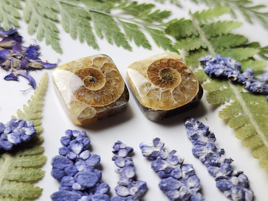 Ammonite Fossil pair