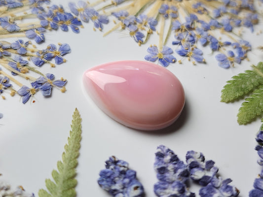 Pink Conch shell