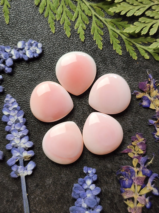 Pink Conch shell set