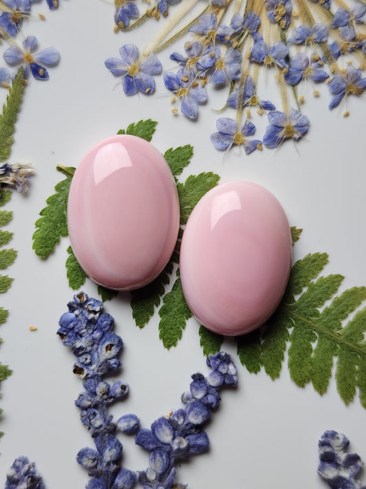 Pink Conch shell pair