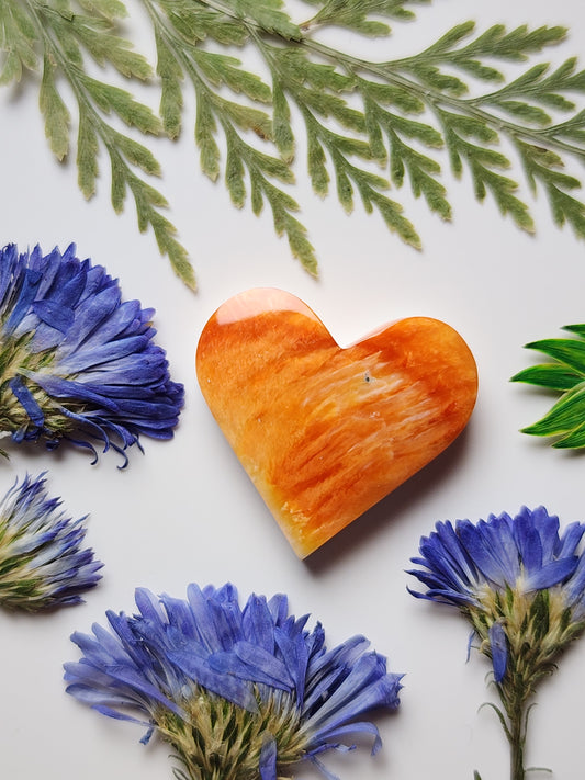 Spiny shell oyster heart